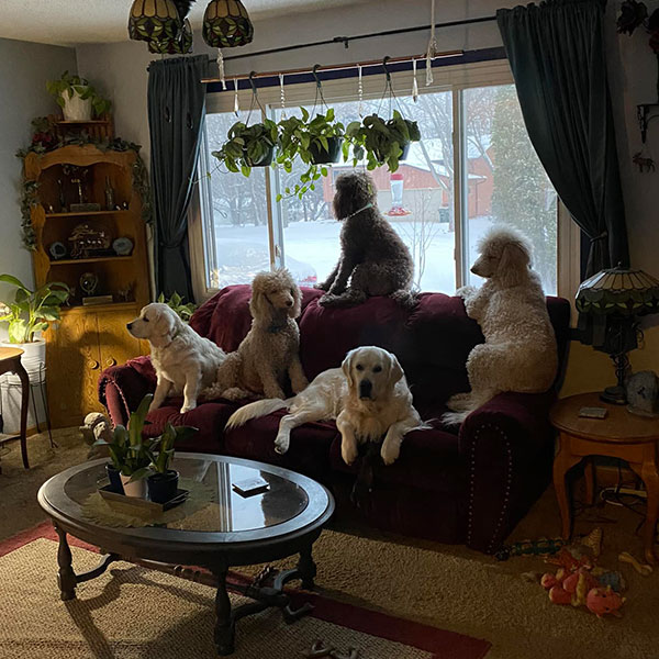 400 Bracha Poodles Doodles Parent Dogs