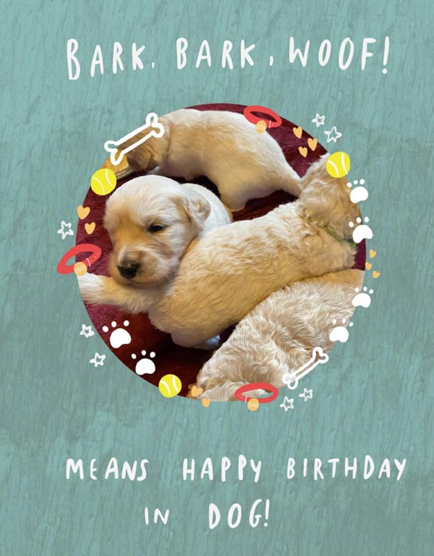 Bracha Poodles Doodles Bark Bark Woof Scrapbook 625