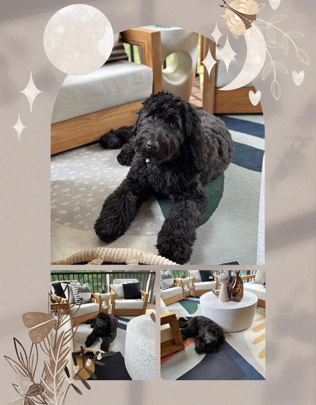 Bracha Poodles Doodles Black Scrapbook 625