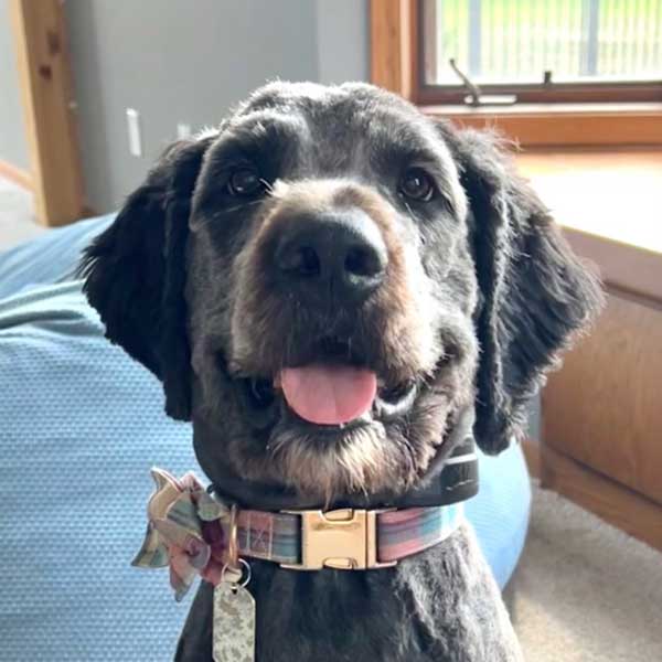 Bracha Poodles Doodles Enzo Review