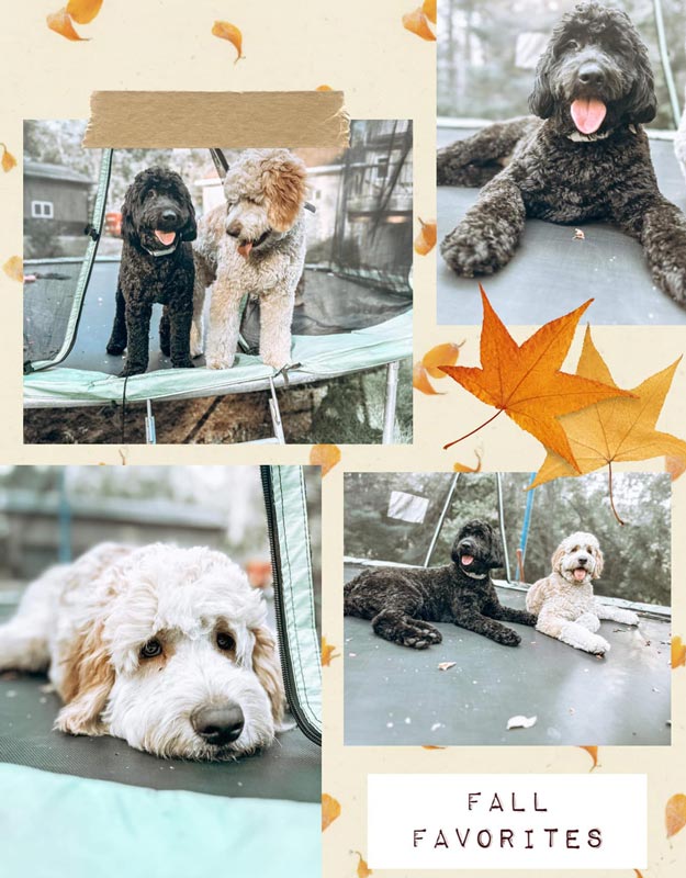 Bracha Poodles Doodles Fall Favorites Scrapbook 625