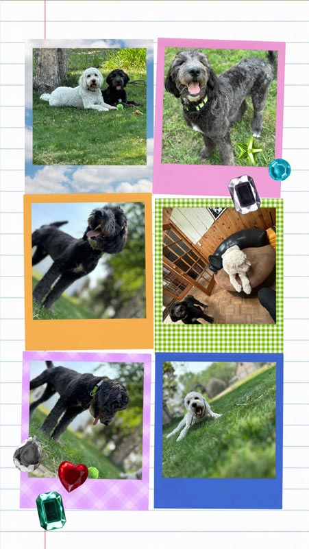 Bracha Poodles Doodles Family Scrapbook