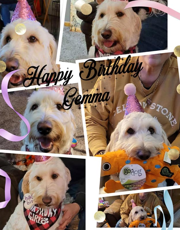 Bracha Poodles Doodles Happy Bday Gemma Scrapbook 625