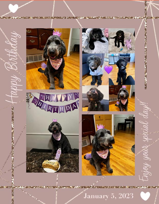 Bracha Poodles Doodles Happy Bday Scrapbook 625