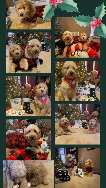 Bracha Poodles Doodles Holiday Scrapbook