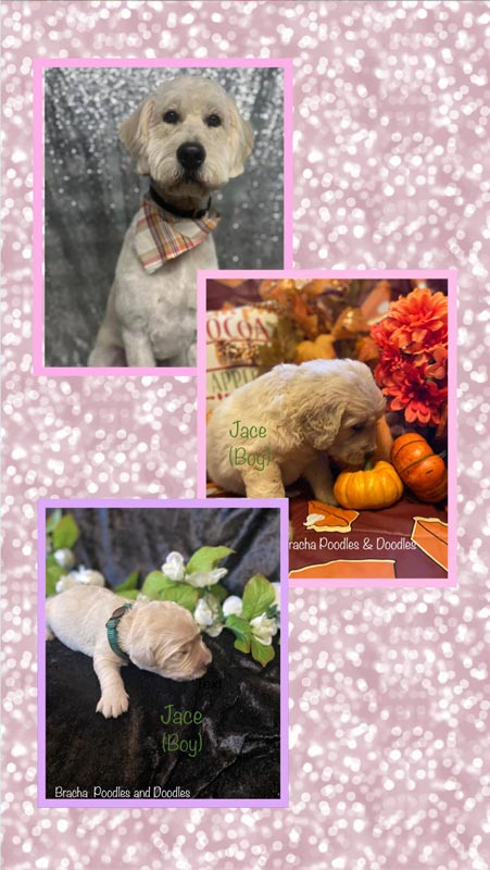 Bracha Poodles Doodles Jace Boy Scrapbook