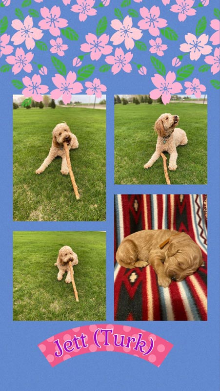 Bracha Poodles Doodles Jett Turk Scrapbook