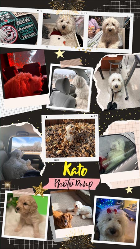 Bracha Poodles Doodles Kato Service Dog Scrapbook