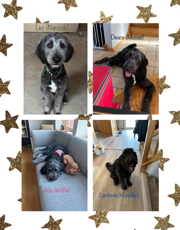 Bracha Poodles Doodles Litter Dogs Scrapbook 625