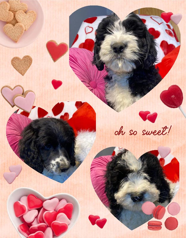 Bracha Poodles Doodles Love Oh So Sweet Scrapbook 625