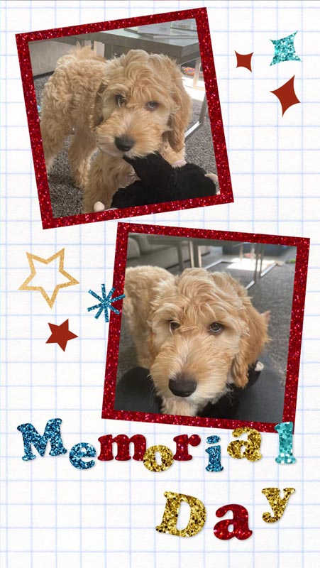 Bracha Poodles Doodles Memorial Scrapbook