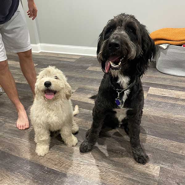Bracha Poodles Doodles Neil Review