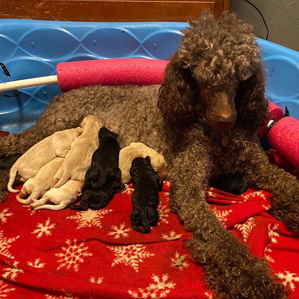 Bracha Poodles Doodles Newborn Sq 001