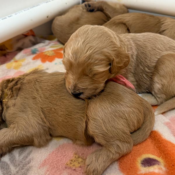 Bracha Poodles Doodles Newborn Sq 002