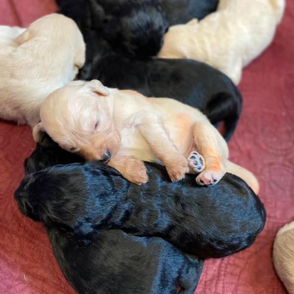 Bracha Poodles Doodles Newborn Sq 003