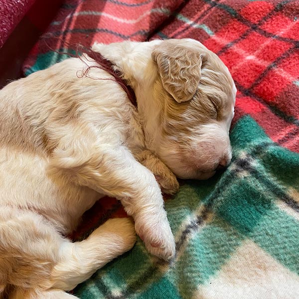 Bracha Poodles Doodles Newborn Sq 004