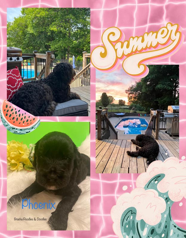 Bracha Poodles Doodles Phoenix Scrapbook 625