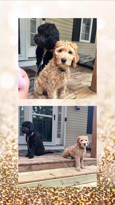 Bracha Poodles Doodles Puppies Scrapbook