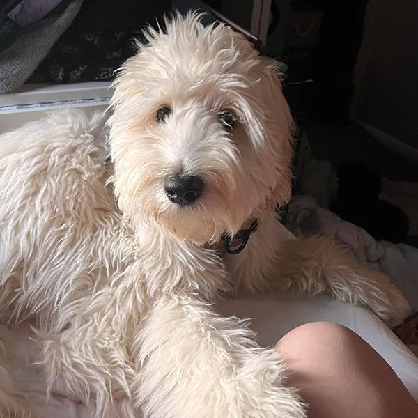 Bracha Poodles Doodles Sq 031