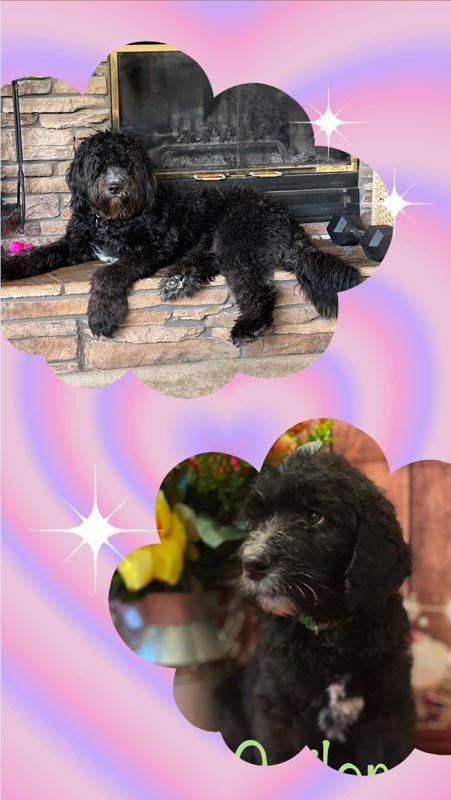 Bracha Poodles Doodles Sailor Scrapbook