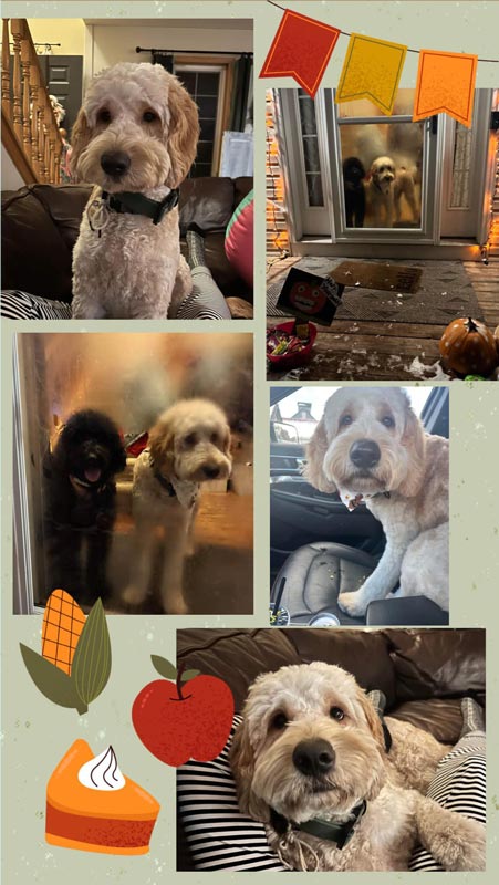 Bracha Poodles Doodles Thanksgiving Scrapbook