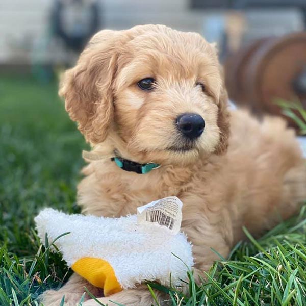 Bracha Poodles Doodles Training Sq 010