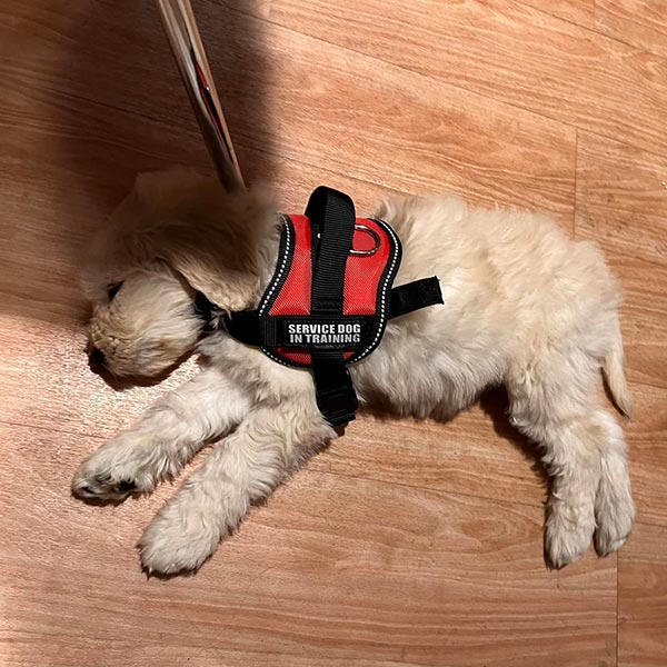 Bracha Poodles Doodles Training Sq 011