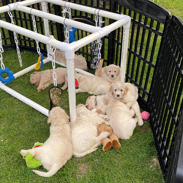 Bracha Poodles Doodles Training Sq 012