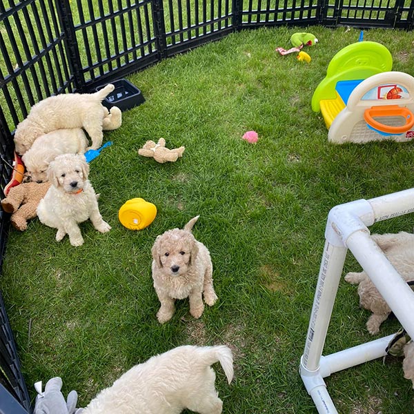 Bracha Poodles Doodles Training Sq 013