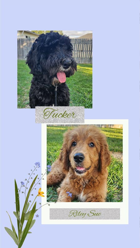 Bracha Poodles Doodles Tucker Riley Sue Scrapbook