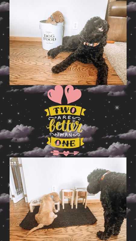 Bracha Poodles Doodles Two Better Scrapbook