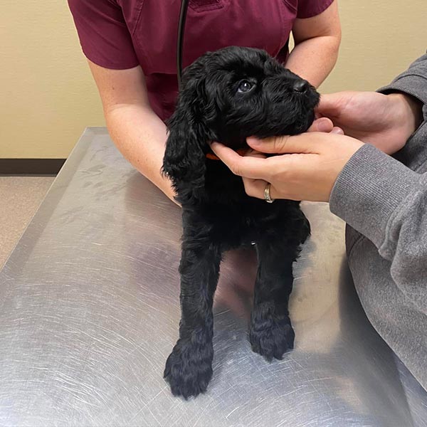 Bracha Poodles Doodles Vet Check Sq 001