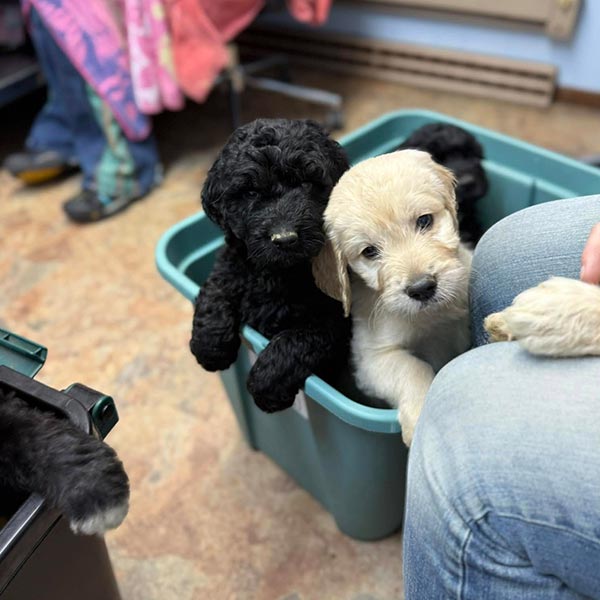 Bracha Poodles Doodles Vet Check Sq 003