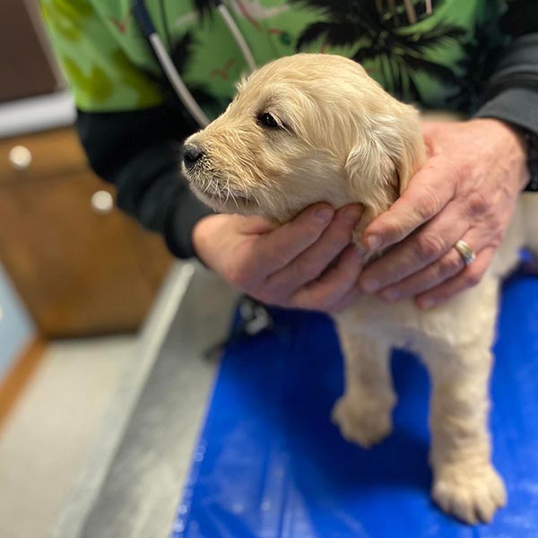 Bracha Poodles Doodles Vet Check Sq 005