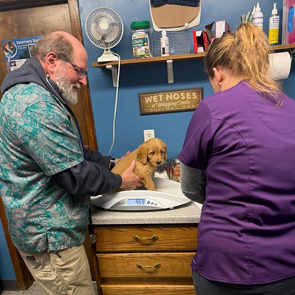 Bracha Poodles Doodles Vet Check Sq 006