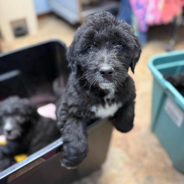 Bracha Poodles Doodles Vet Check Sq 008