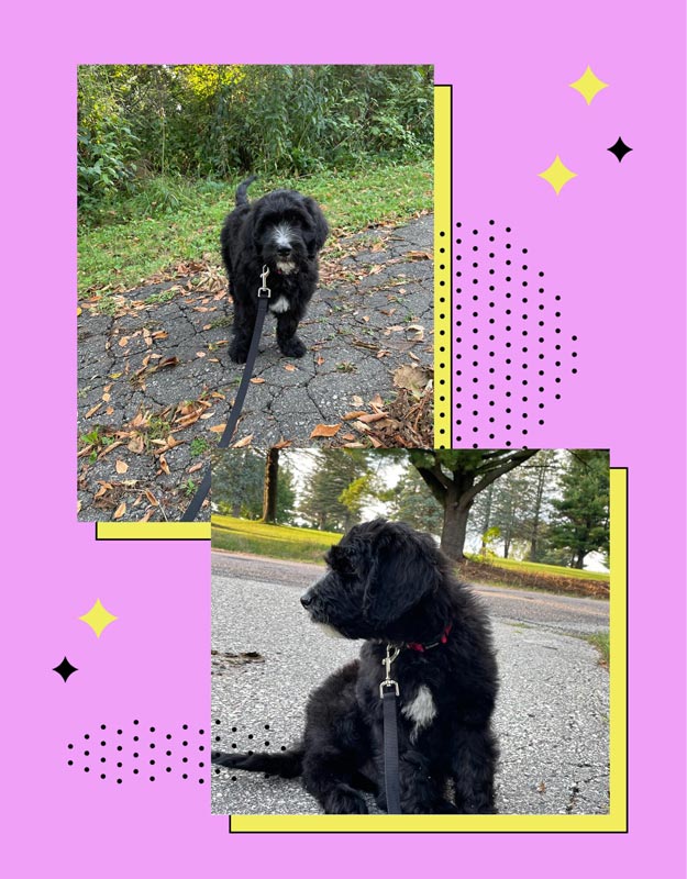 Bracha Poodles Doodles Walk Scrapbook 625