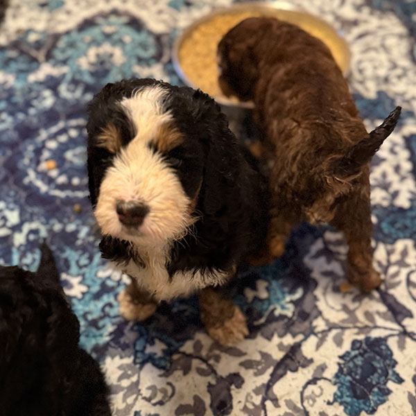 Breeds Bracha Poodles Doodles 02