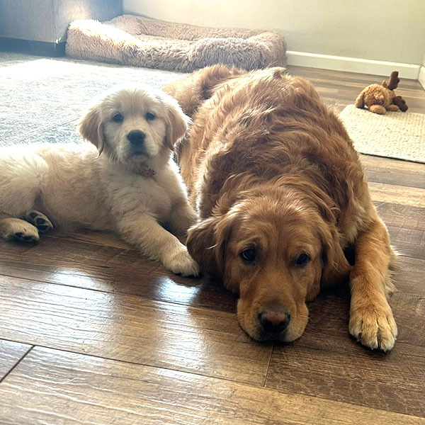 Breeds Bracha Poodles Doodles 05