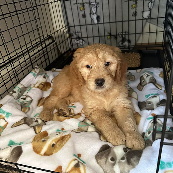 Goldendoodle Bracha Poodles Doodles Sq 001