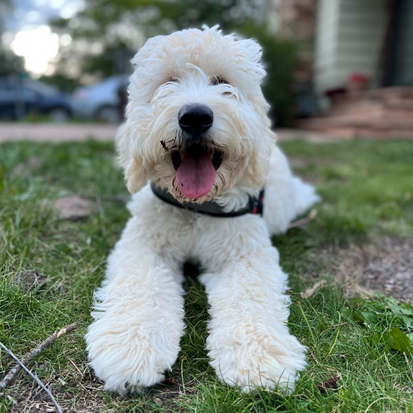 Goldendoodle Bracha Poodles Doodles Sq 002