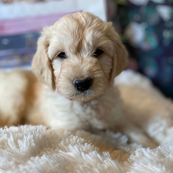 Goldendoodle Bracha Poodles Doodles Sq 003