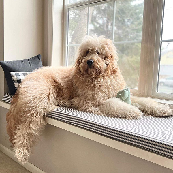 Goldendoodle Bracha Poodles Doodles Sq 004