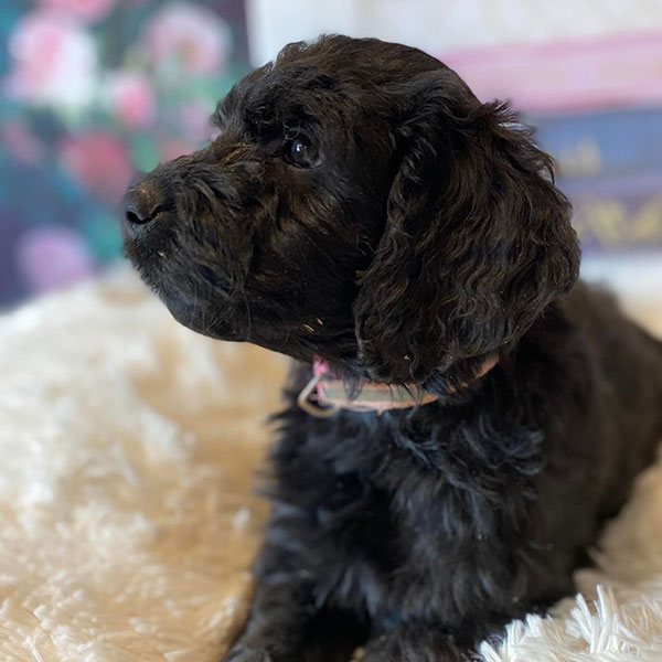 Goldendoodle Bracha Poodles Doodles Sq 006