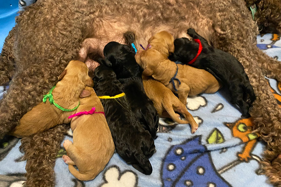 Litter Bracha Poodles Doodles 005