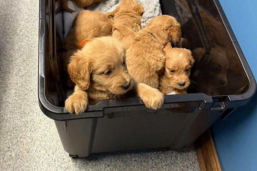 Litter Vet Check Bracha Poodles Doodles 072