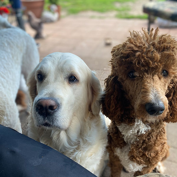 Avery Bracha Poodles Doodles Sq 01