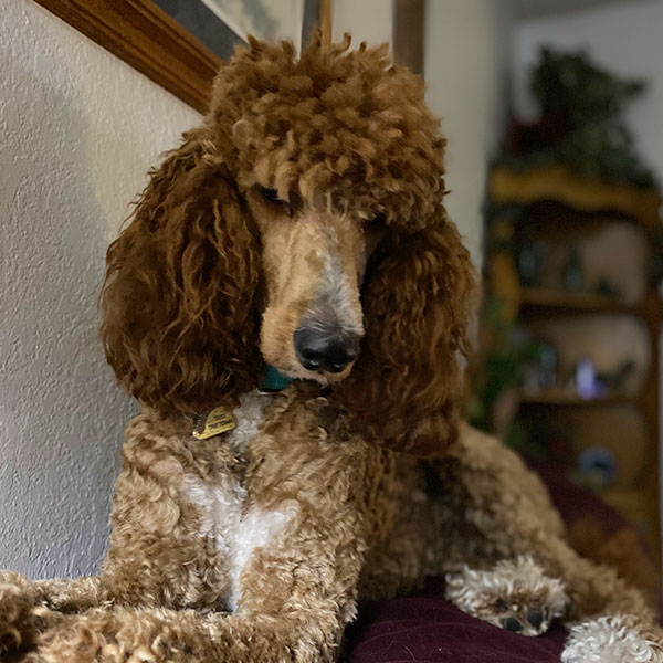 Avery Relaxing Bracha Poodles Doodles Sq 01