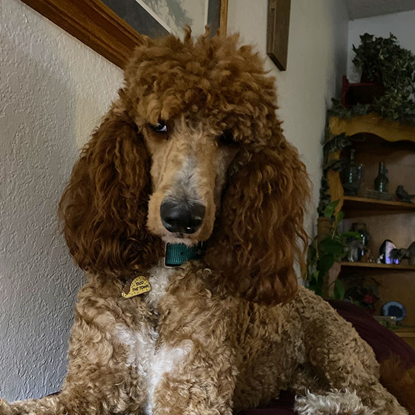 Avery Relaxing Bracha Poodles Doodles Sq 02