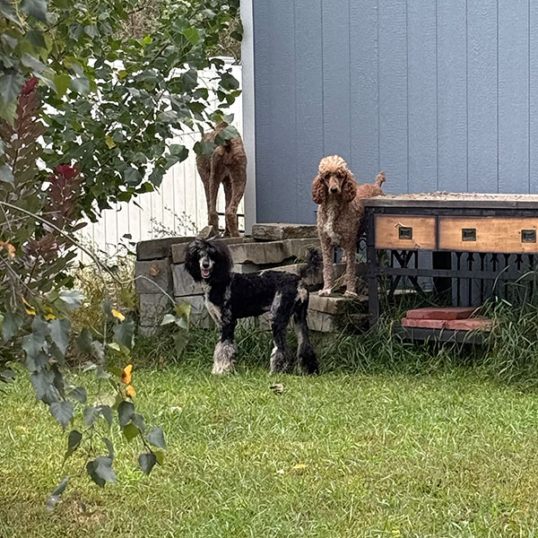 Avery Zsa Zsa Bracha Poodles Doodles Sq 01